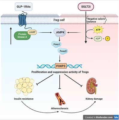 GLP-1 RAs and SGLT2i: two antidiabetic agents associated with immune and inflammation modulatory properties through the common AMPK pathway